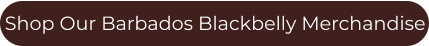 Shop Our Barbados Blackbelly Merchandise